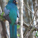 Trogon d'Équateur