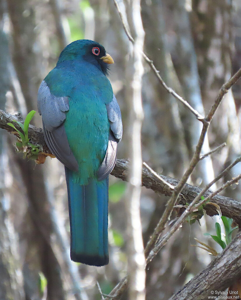 Ecuadorian Trogon male adult