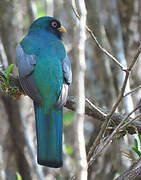 Ecuadorian Trogon