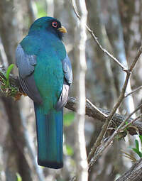 Trogon équatorien