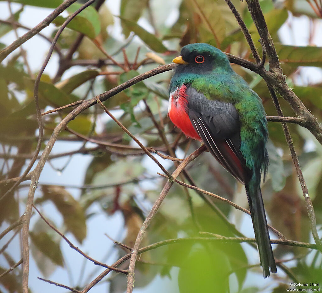 Trogon masqué mâle adulte