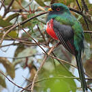 Trogon masqué