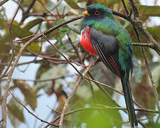 Trogon masqué