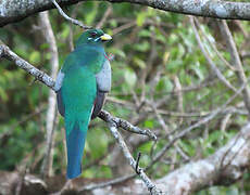 Narina Trogon