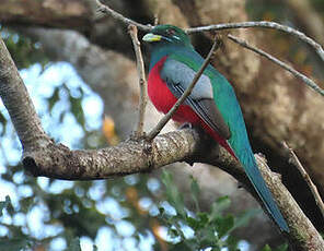 Trogon narina