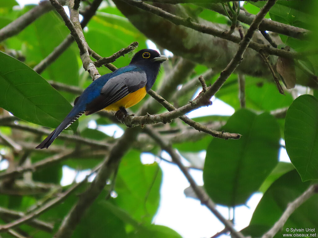 Trogon pattu mâle, adulte
