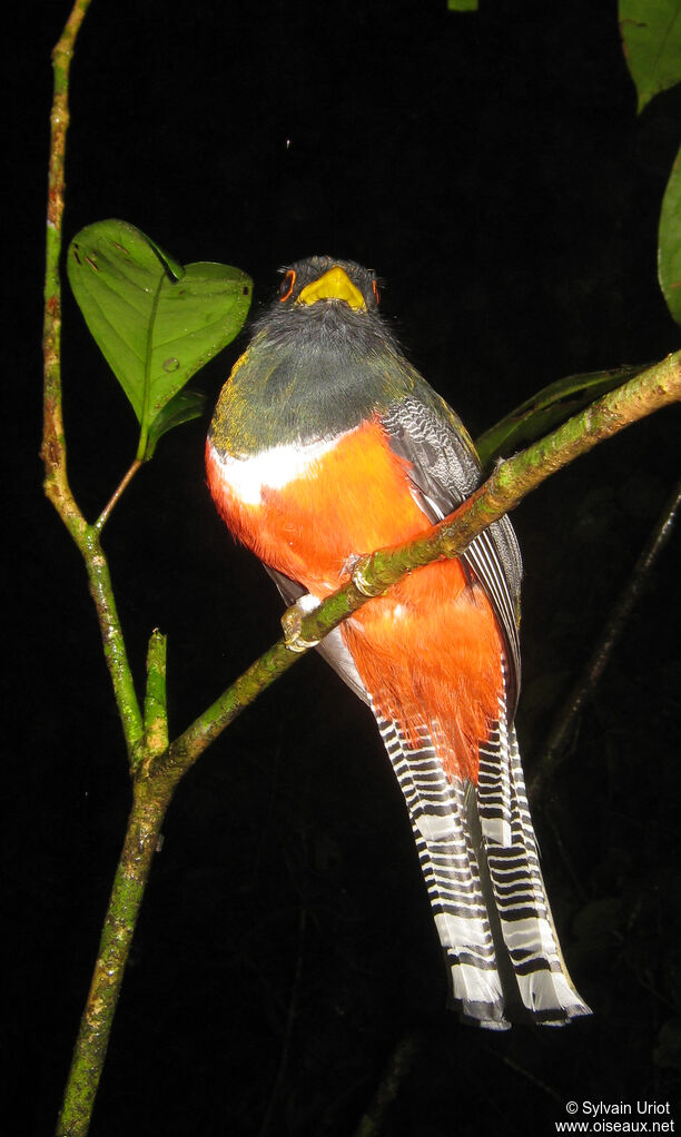 Collared Trogon male adult