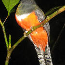 Trogon rosalba