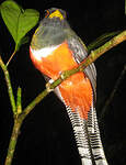 Trogon rosalba