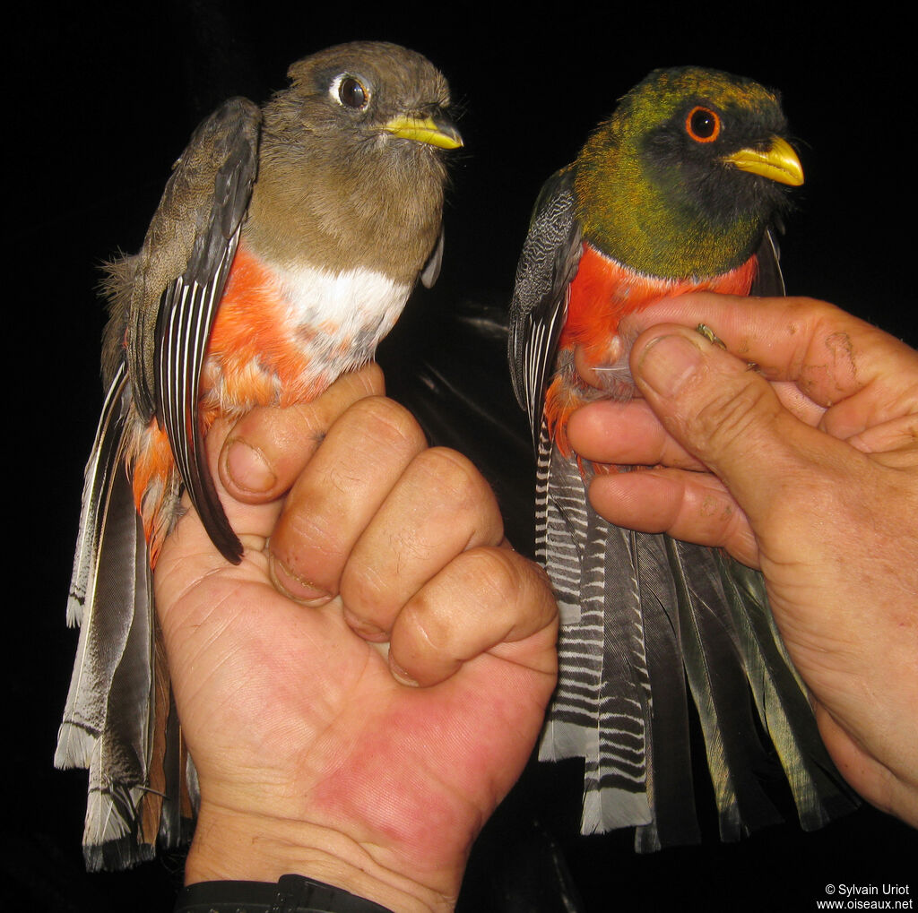 Collared Trogonadult