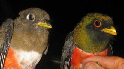 Trogon rosalba