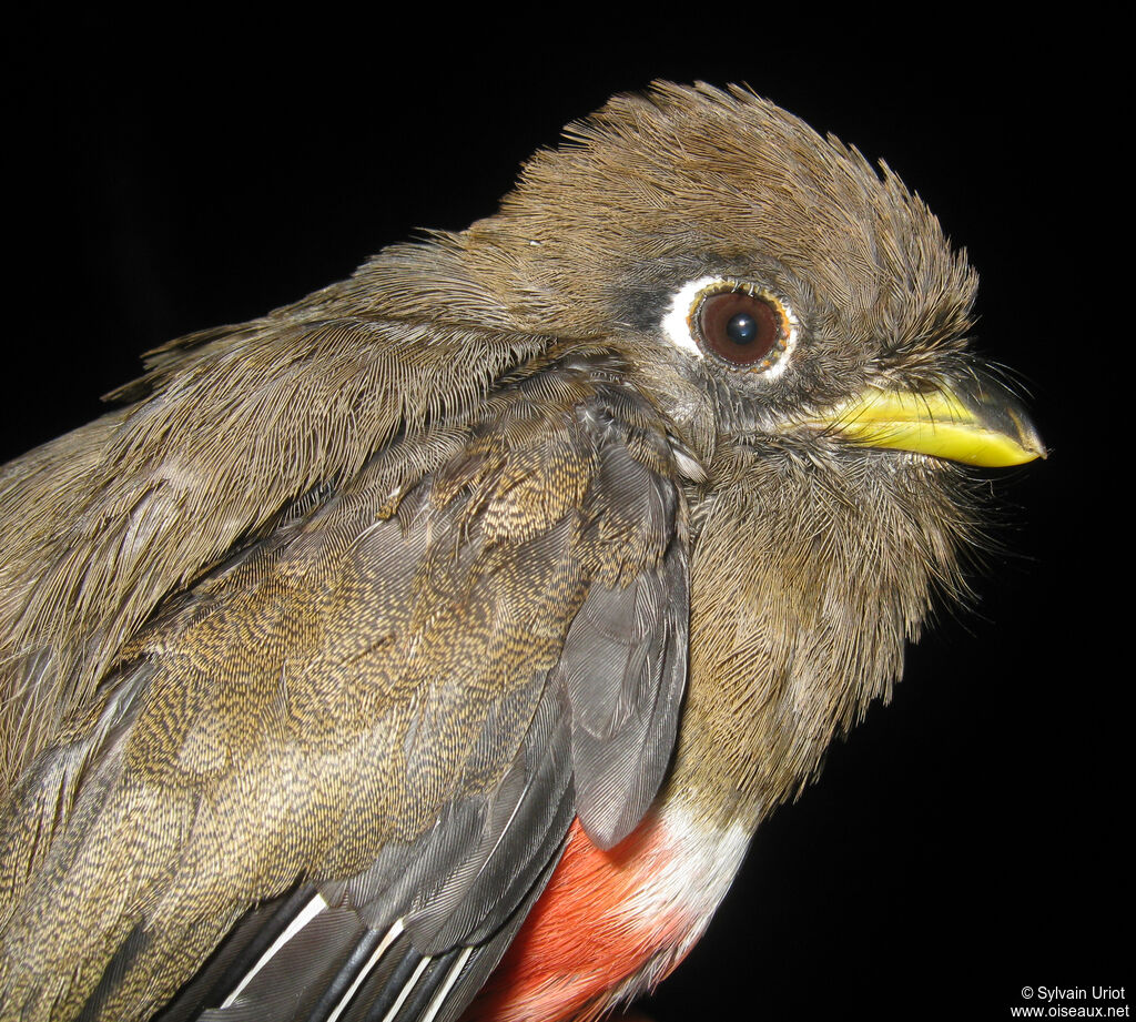 Collared Trogon female adult