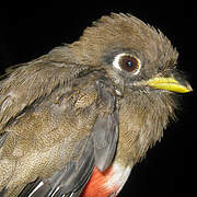 Collared Trogon