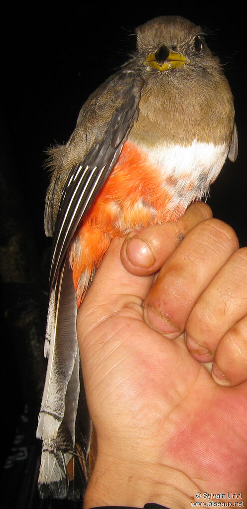 Collared Trogon female adult