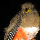 Trogon rosalba