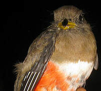 Collared Trogon