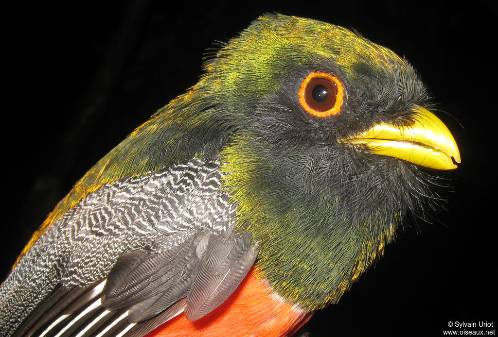 Collared Trogon male adult