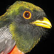 Trogon rosalba