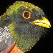 Collared Trogon