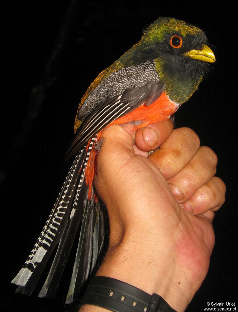 Collared Trogon male adult