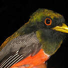 Trogon rosalba