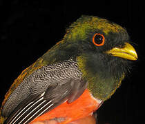 Collared Trogon