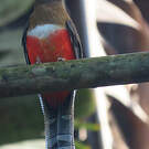 Trogon rosalba
