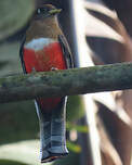 Trogon rosalba