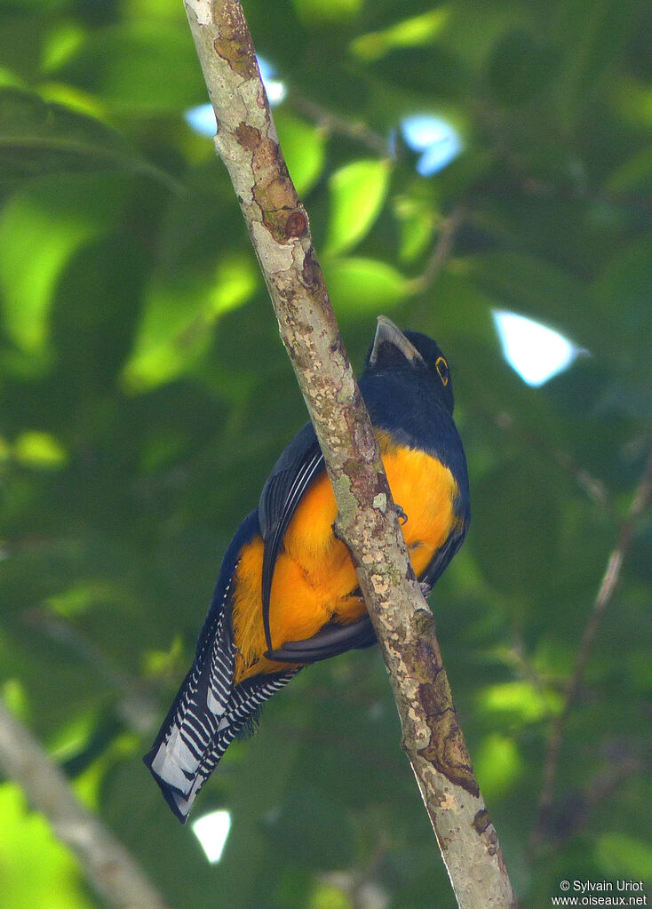 Trogon violacé mâle adulte