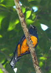 Trogon violacé