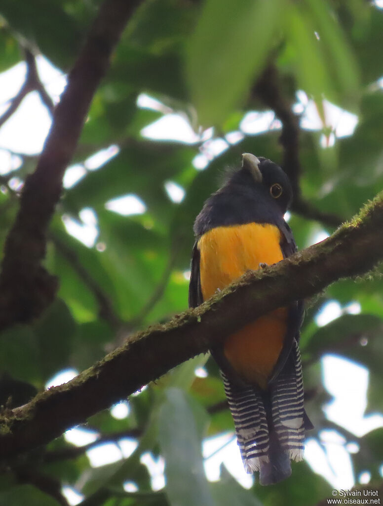 Trogon violacé mâle adulte