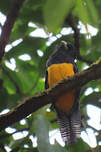 Trogon violacé