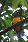 Trogon violacé