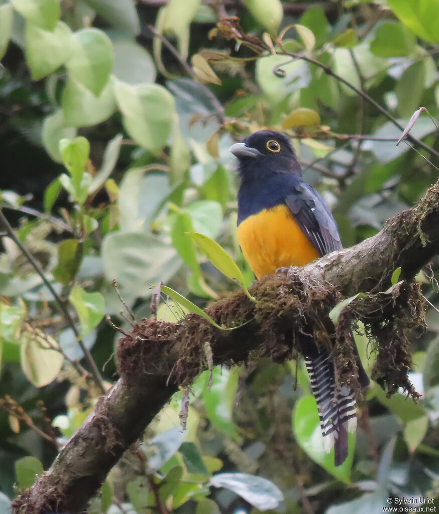 Guianan Trogon male adult