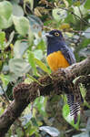 Trogon violacé