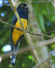 Trogon violacé