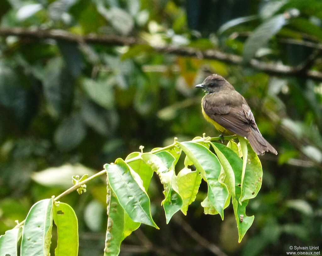 Dusky-chested Flycatcher