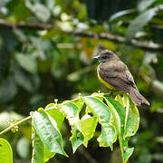 Dusky-chested Flycatcher