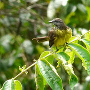 Dusky-chested Flycatcher