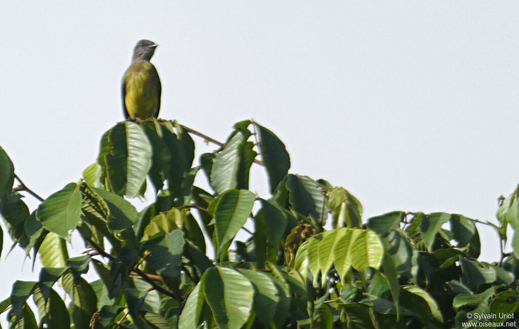 Dusky-chested Flycatcher