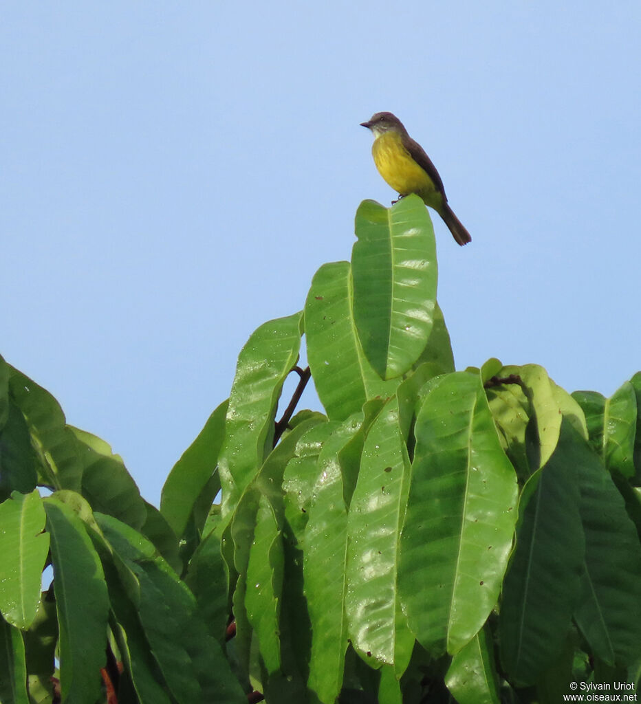 Dusky-chested Flycatcheradult