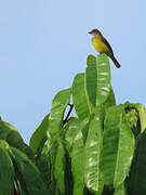 Dusky-chested Flycatcher