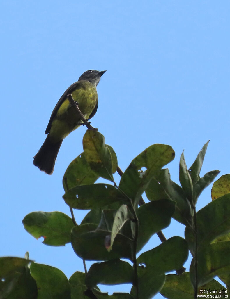 Dusky-chested Flycatcheradult