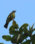 Dusky-chested Flycatcher