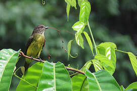 Dusky-chested Flycatcher