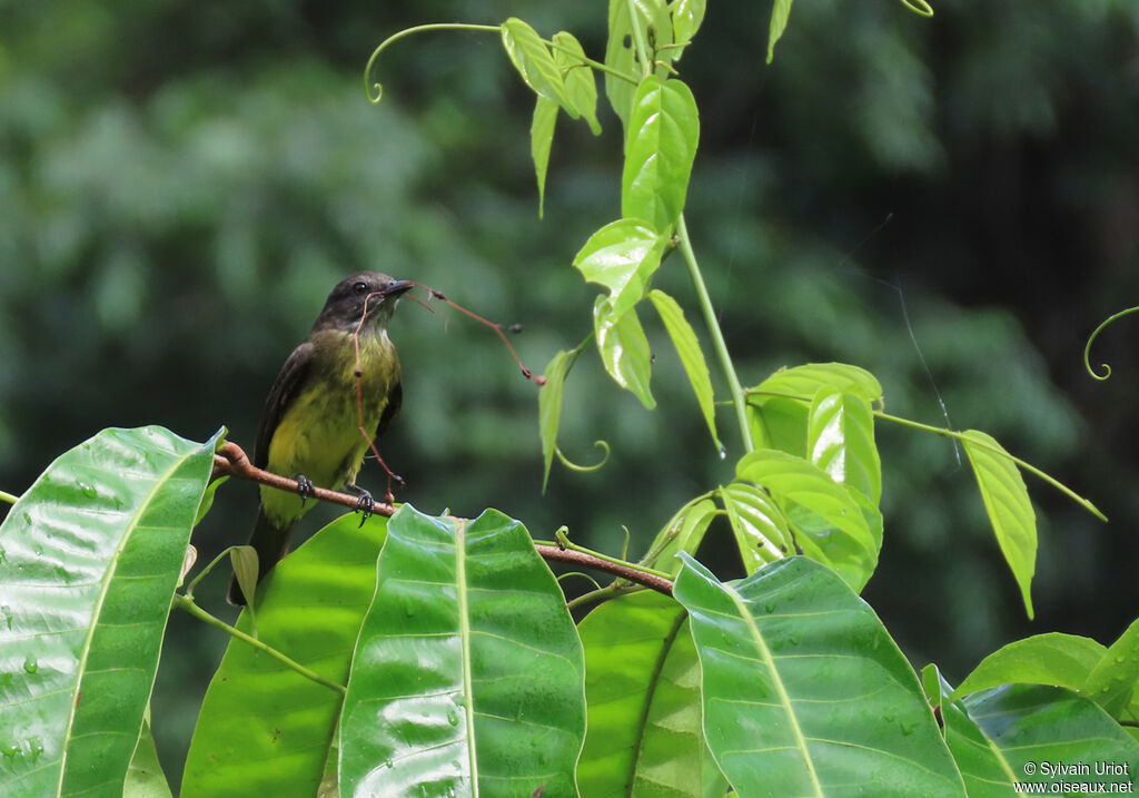 Dusky-chested Flycatcheradult