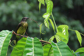 Dusky-chested Flycatcher