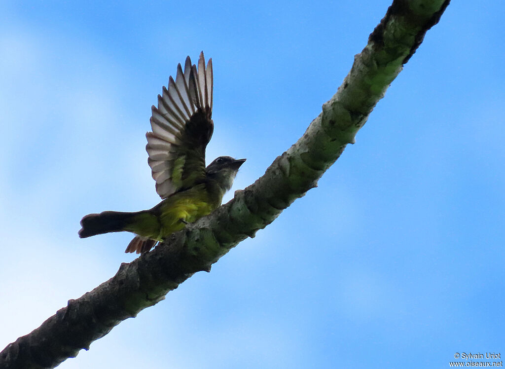 Dusky-chested Flycatcheradult, courting display