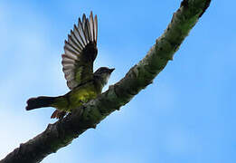 Dusky-chested Flycatcher