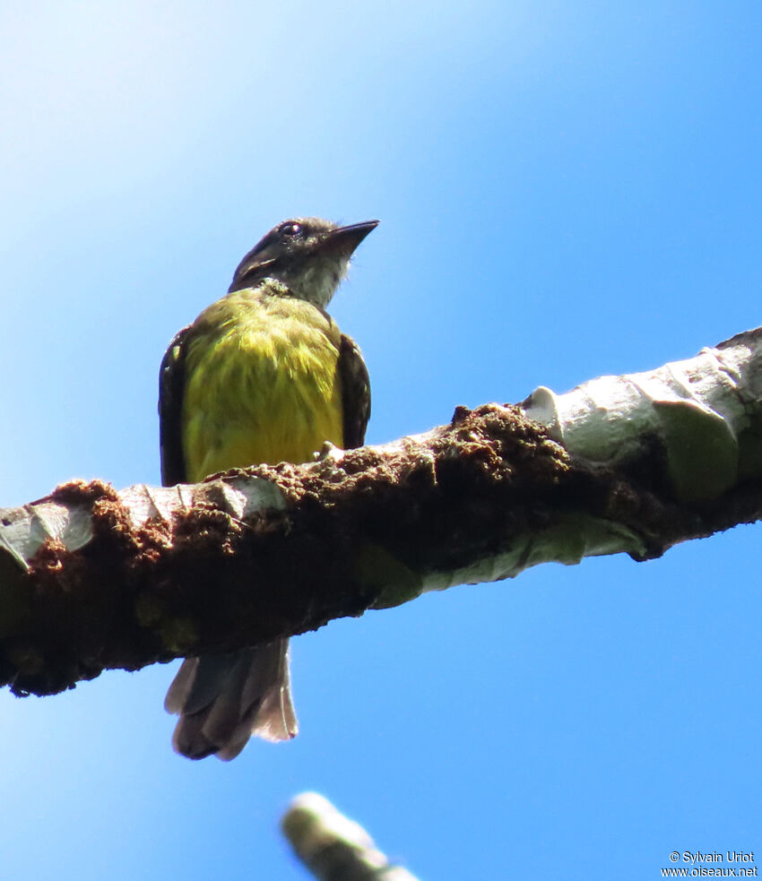 Dusky-chested Flycatcheradult